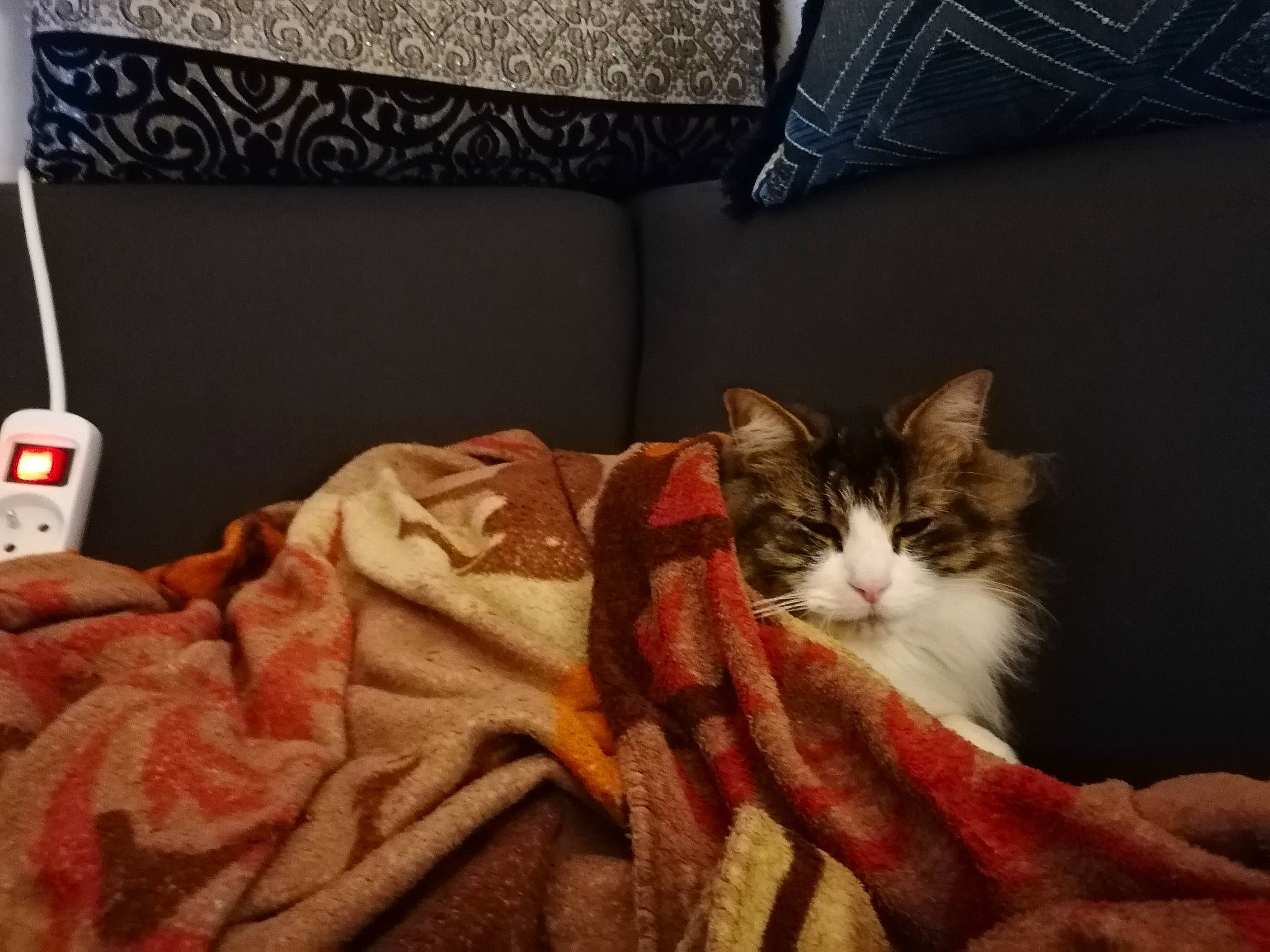 Mimi Boule De Poils a rejoint le concours — aidez-le/la à gagner de superbes lots ! bed_sheet, bedding, carmine, carnivore, cat, comfort, couch, domestic_short_haired_cat, felidae, fur, hardwood, lamp, linens, pillow, room, small_to_medium_sized_cats, textile, throw_pillow, whiskers, wood