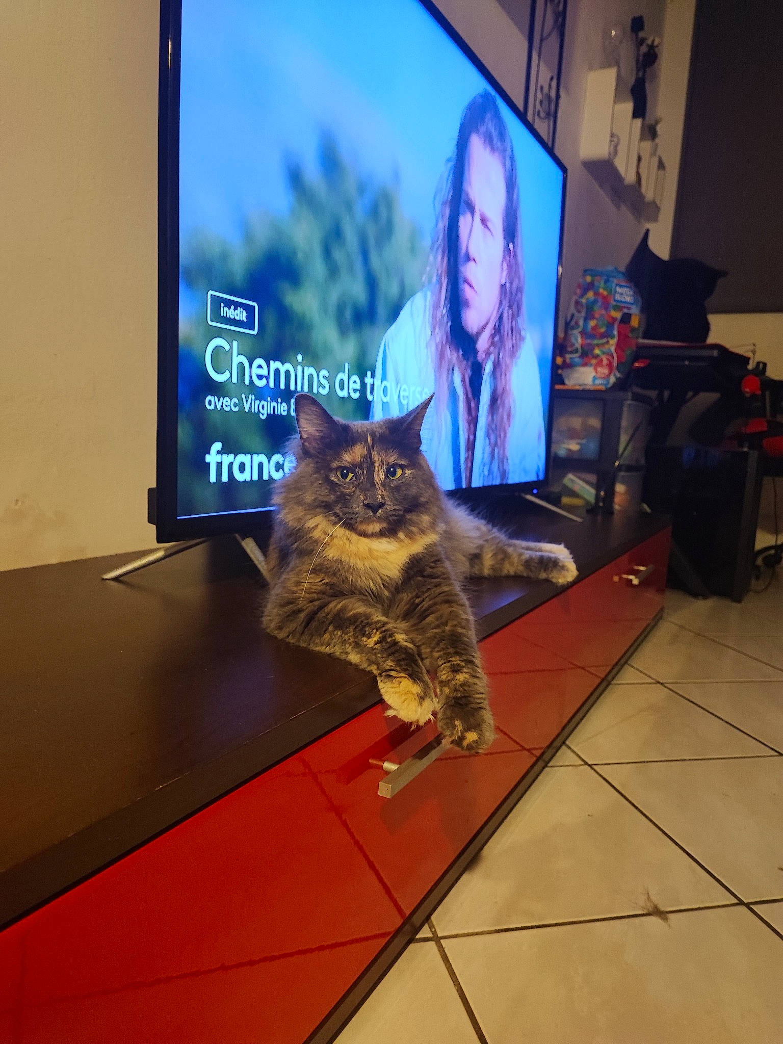 Pétard a rejoint le concours — aidez-le/la à gagner de superbes lots ! carnivore, cat, computer, desktop_computer, display_device, electronic_device, felidae, flat_panel_display, flooring, home_appliance, lcd_tv, led_backlit_lcd_display, output_device, room, small_to_medium_sized_cats, tail, television, television_set, whiskers, wood