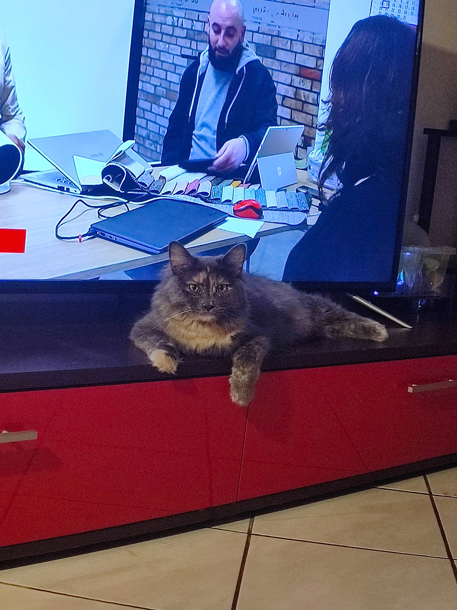 Pétard a rejoint le concours — aidez-le/la à gagner de superbes lots ! carnivore, cat, chair, comfort, computer, computer_keyboard, display_device, event, felidae, flooring, houseplant, job, plant, sitting, small_to_medium_sized_cats, suit, table, tail, tie, whiskers