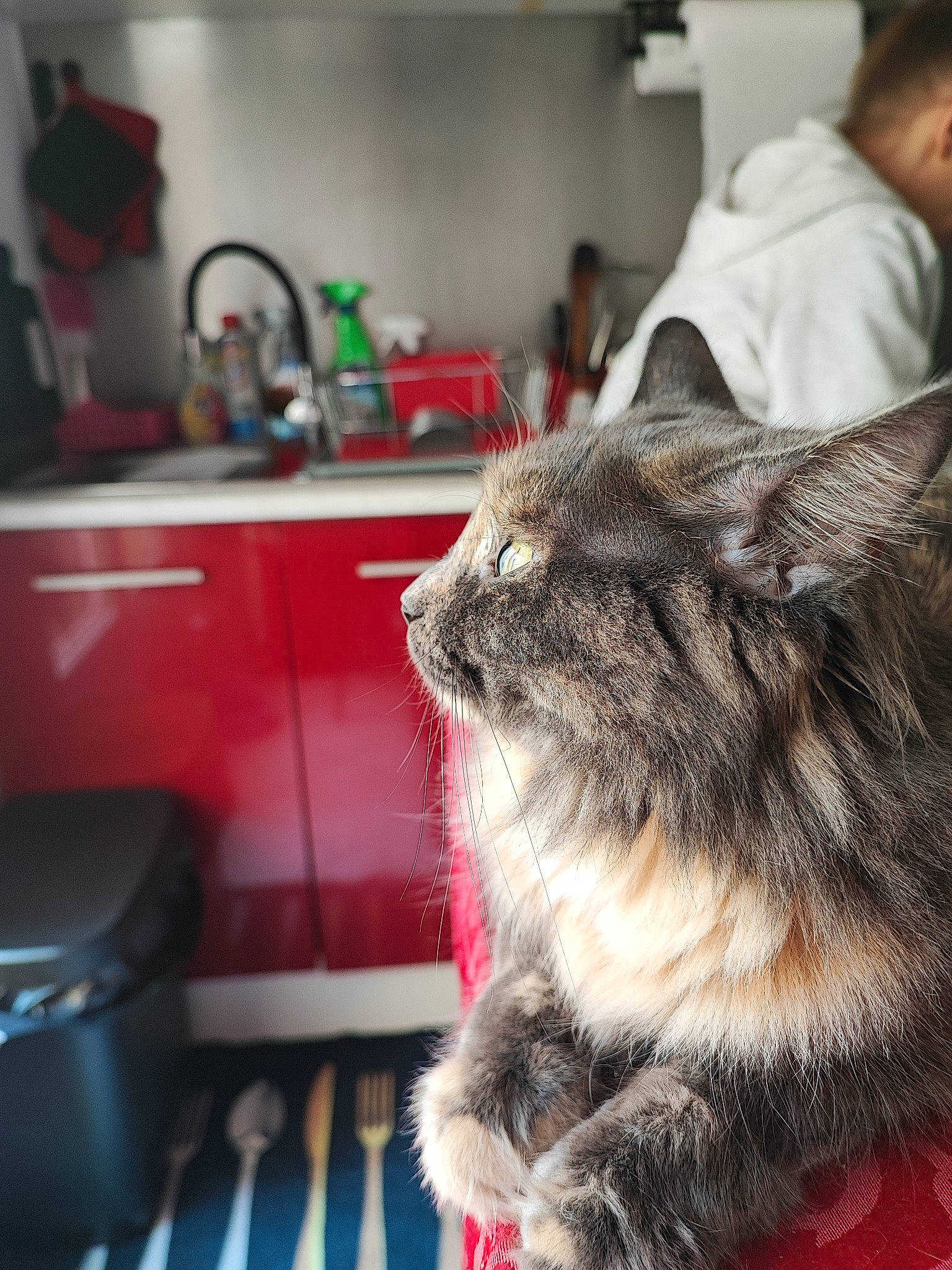 Pétard a rejoint le concours — aidez-le/la à gagner de superbes lots ! cabinetry, carnivore, cat, claw, cooking, countertop, domestic_short_haired_cat, felidae, fur, gas, kitchen, kitchen_appliance, kitchen_sink, paw, sink, small_to_medium_sized_cats, snout, tap, terrestrial_animal, whiskers