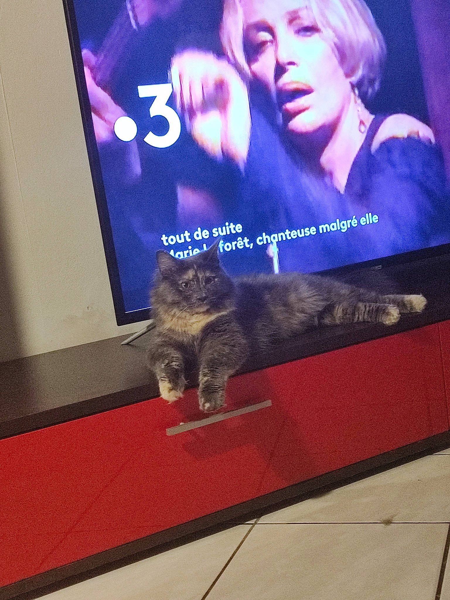 Pétard participe au concours pour gagner de l'argent avec cette photo : carnivore, cat, display_device, electric_blue, electronic_device, felidae, flat_panel_display, flooring, fur, gadget, led_backlit_lcd_display, magenta, multimedia, output_device, room, small_to_medium_sized_cats, tail, television_program, television_set, whiskers