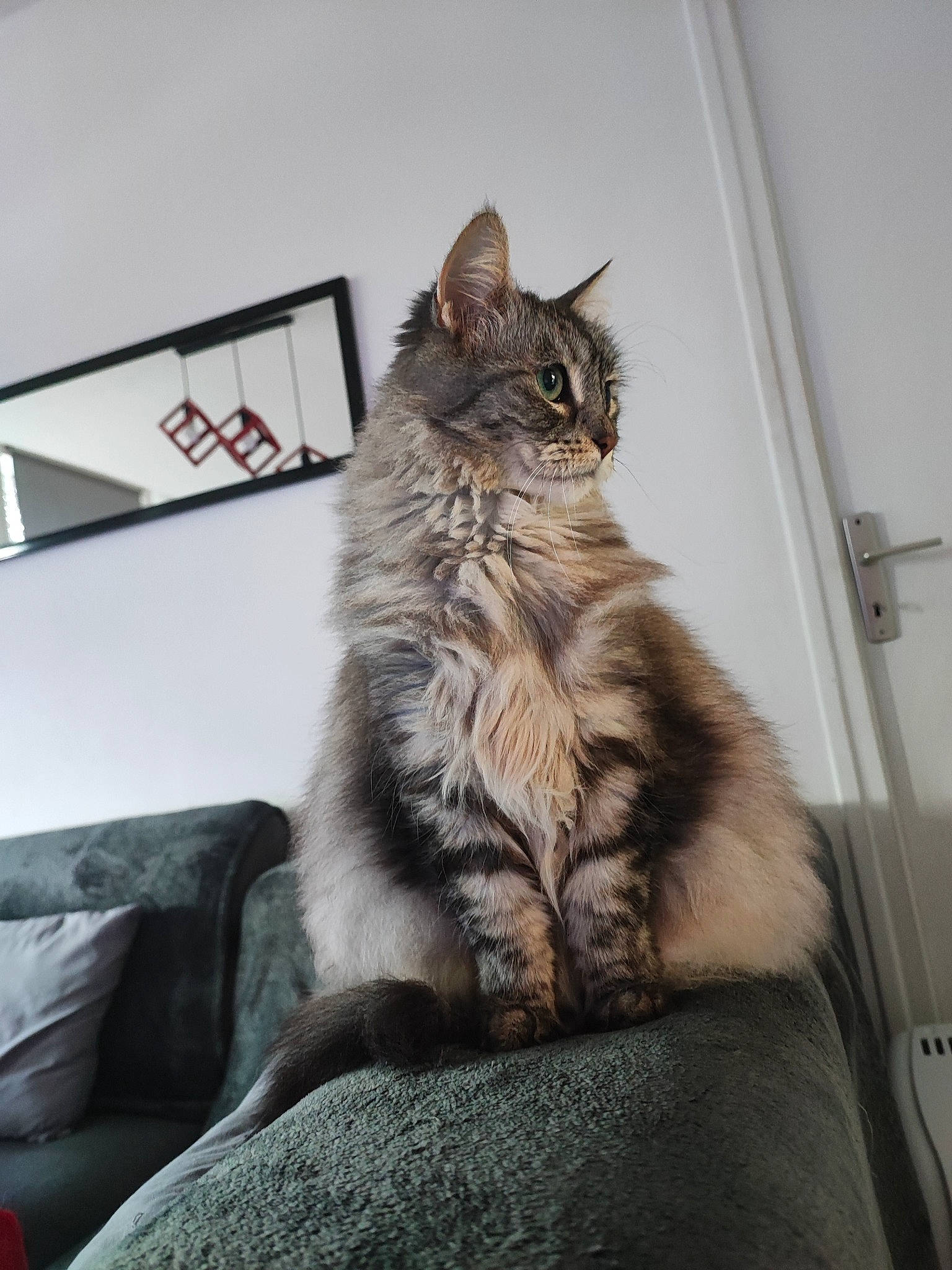 Lily a rejoint le concours — aidez-le/la à gagner de superbes lots ! carnivore, cat, claw, comfort, couch, domestic_short_haired_cat, door, felidae, flooring, fur, grey, maine_coon, norwegian_forest_cat, paw, room, sitting, small_to_medium_sized_cats, tail, whiskers, wood