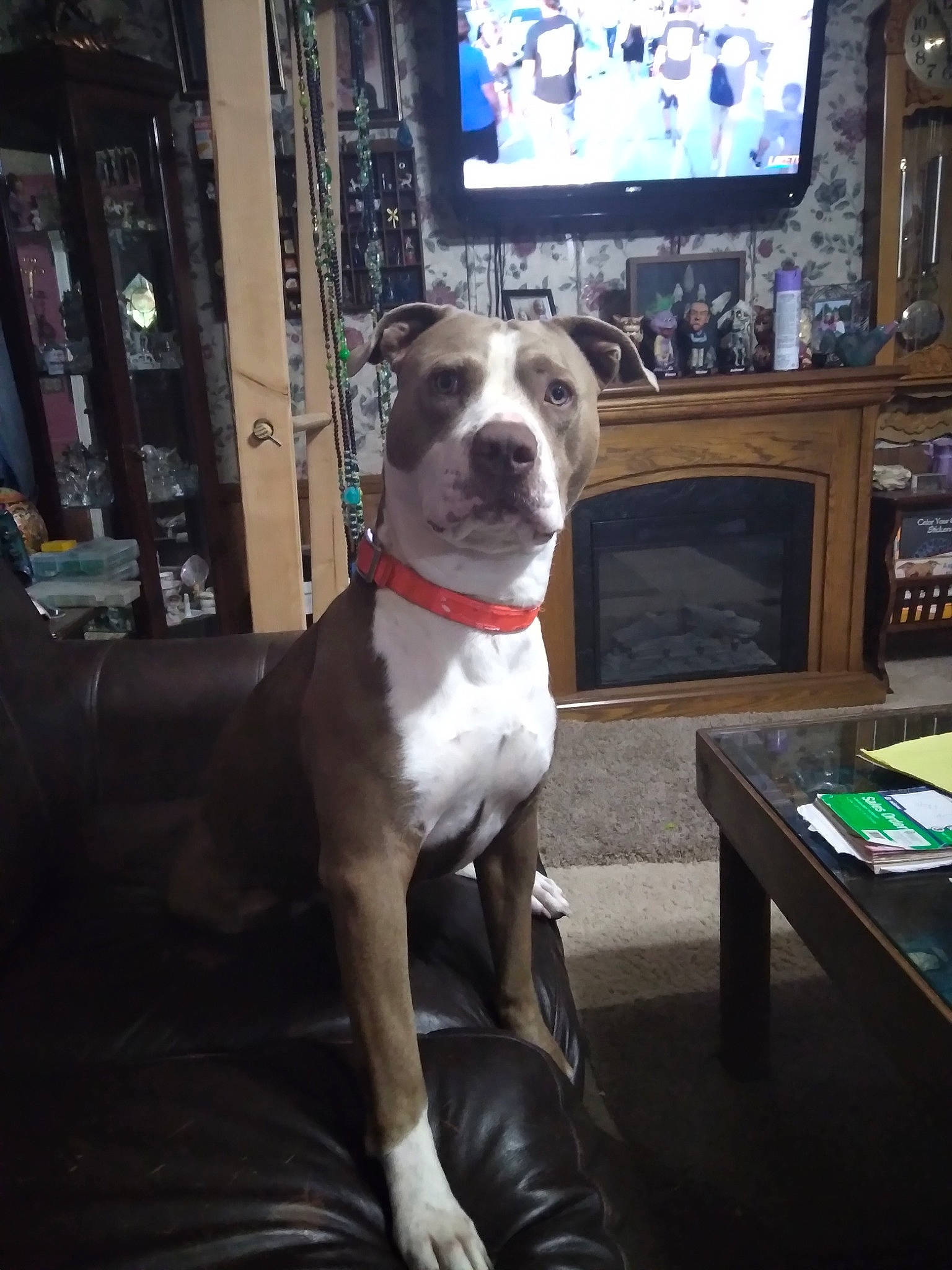 Kingston is registered to the contest to win money with this photo: cable_television, carnivore, collar, comfort, companion_dog, display_device, dog, dog_breed, dog_collar, entertainment_center, fawn, led_backlit_lcd_display, metal, molosser, picture_frame, table, television, television_set, whiskers, working_animal