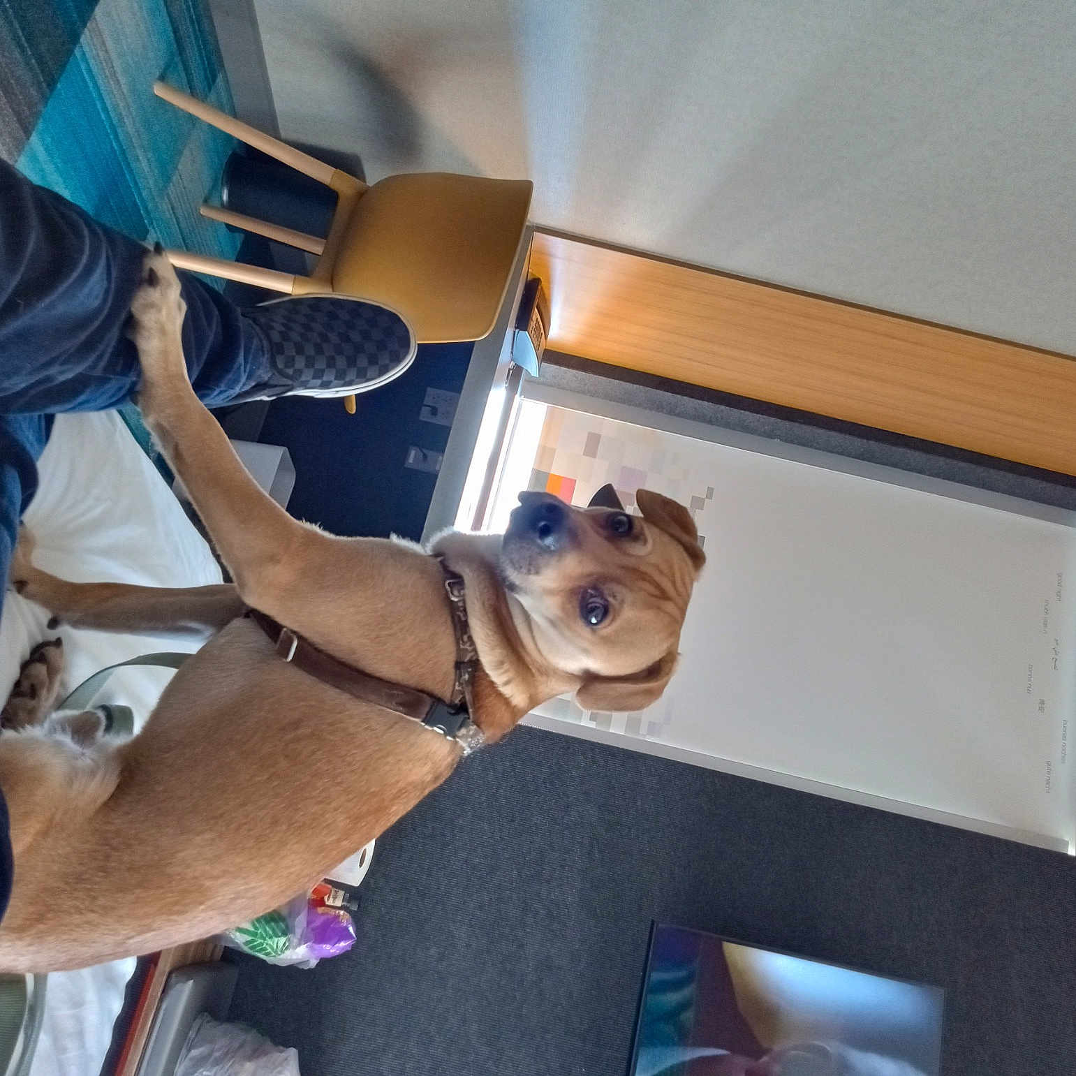 Dennis joined the competition — help win amazing prizes! canidae, carnivore, collar, comfort, companion_dog, dog, dog_breed, dog_collar, elbow, eyewear, fawn, flooring, hardwood, human_leg, pet_supply, sporting_group, thigh, wood, working_animal, wrist