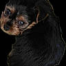 Espi is registered to the contest to win money with this photo: adorable, animal, black_and_tan, black_fur, brown_eyes, canine, close_up, cute, dog, floppy_ears, headshot, isolated_background, long_fur, pet, portrait, puppy, small_breed, studio_lighting, tan_markings, tilted_head