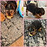 Espi is registered to the contest to win money with this photo: black_and_tan, carpet, chew_toy, collage, couch, cute, dog, fluffy, fur, indoor, living_room, lying_down, pet, playing, puppy, rug, small_dog, standing, toy, yorkshire_terrier