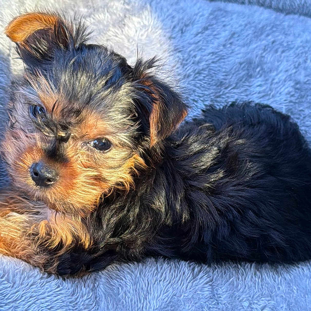 Espi joined the competition — help win amazing prizes! adorable, animal, black_and_tan, black_fur, blue_blanket, brown_fur, cozy, cute, dog, fluffy, fur, indoors, lying_down, pet, portrait, puppy, resting, small_dog, toy_breed, yorkshire_terrier