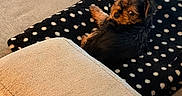 Espi is registered to the contest to win money with this photo: animal, black_and_tan, blanket, couch, cozy, cute, dog, fur, home, indoors, lying_down, pet, playful, polka_dot, portrait, puppy, relaxed, small_dog, sofa, yorkshire_terrier