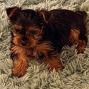 Espi joined the competition — help win amazing prizes! animal, black_and_tan, black_fur, blanket, brown_fur, close_up, cozy, cute, dog, fluffy, indoor, long_hair, lying_down, pet, pointed_ears, portrait, puppy, resting, small_dog, yorkshire_terrier