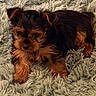 animal, black_and_tan, black_fur, blanket, brown_fur, close_up, cozy, cute, dog, fluffy, indoor, long_hair, lying_down, pet, pointed_ears, portrait, puppy, resting, small_dog, yorkshire_terrier
