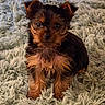 alert, animal, black, black_and_tan, blanket, brown, cozy, cute, dog, ears, fluffy, fur, indoors, pet, portrait, puppy, shaggy_texture, sitting, small_dog, yorkshire_terrier