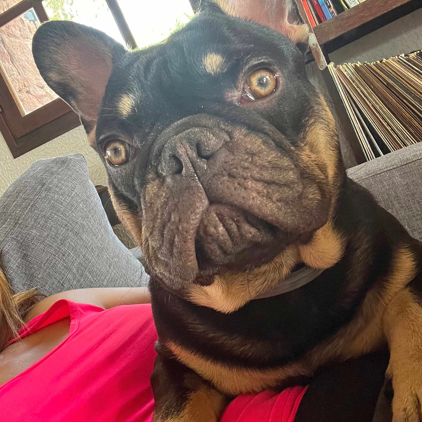Marley participe au concours pour gagner de l'argent avec cette photo : bookshelf, bright_pink, close_up, cozy, cute, dog, ears, eyes, face, french_bulldog, fur, home, indoor, lap, person, pet, records, relaxed, shirt, window