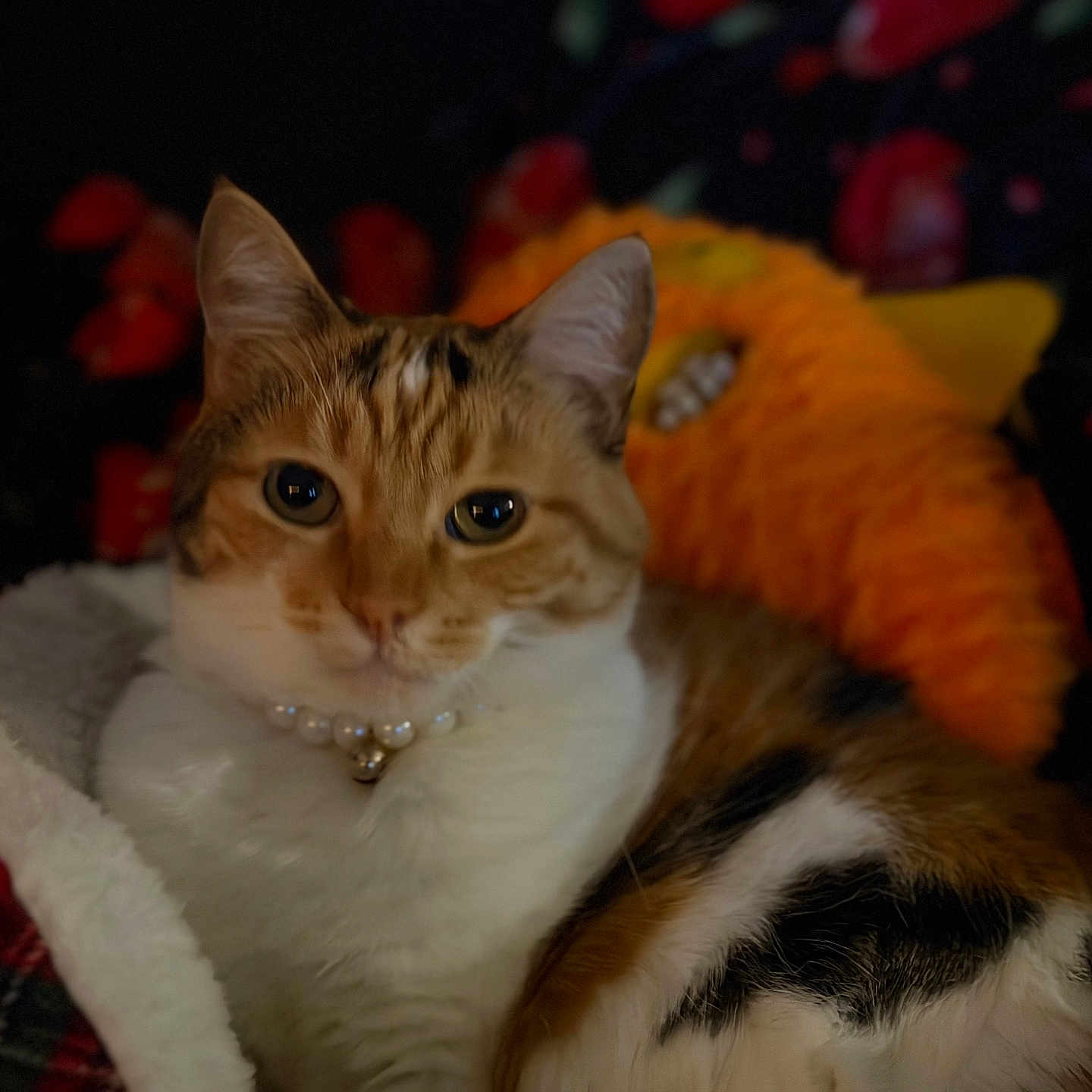 Missy