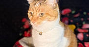 Missy is registered to the contest to win money with this photo: cat, orange_cat, white_cat, pet, animal, necklace, pearl_necklace, bell, plaid_bed, cozy, indoor, feline, portrait, close_up, fur, whiskers, ears, sitting, calm, domestic_cat