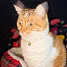cat, orange_cat, white_cat, pet, animal, necklace, pearl_necklace, bell, plaid_bed, cozy, indoor, feline, portrait, close_up, fur, whiskers, ears, sitting, calm, domestic_cat