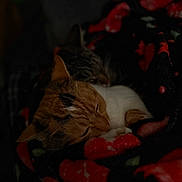 Missy is registered to the contest to win money with this photo: cat, sleeping, cozy, blanket, patterned_blanket, indoor, pet, fur, snuggling, warm, resting, animal, cute, closeup, tabby_cat, calm, domestic_cat, feline, companion, quiet