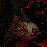 cat, sleeping, cozy, blanket, patterned_blanket, indoor, pet, fur, snuggling, warm, resting, animal, cute, closeup, tabby_cat, calm, domestic_cat, feline, companion, quiet