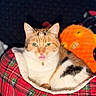 Missy is registered to the contest to win money with this photo: cat, calico_cat, pet, tongue_out, plush_toy, red_plaid_bed, cozy, indoor, cute, feline, animal, resting, soft_texture, collar, decor, close_up, domestic, fur, playful, comfortable