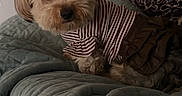 Madi is registered to the contest to win money with this photo: dog, small_dog, pet, clothing, striped_shirt, brown_skirt, quilted_blanket, bed, indoor, furniture, mirror, curious, fluffy, light_brown_fur, resting, cozy, home, casual, portrait, animal