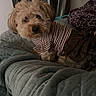 dog, small_dog, pet, clothing, striped_shirt, brown_skirt, quilted_blanket, bed, indoor, furniture, mirror, curious, fluffy, light_brown_fur, resting, cozy, home, casual, portrait, animal