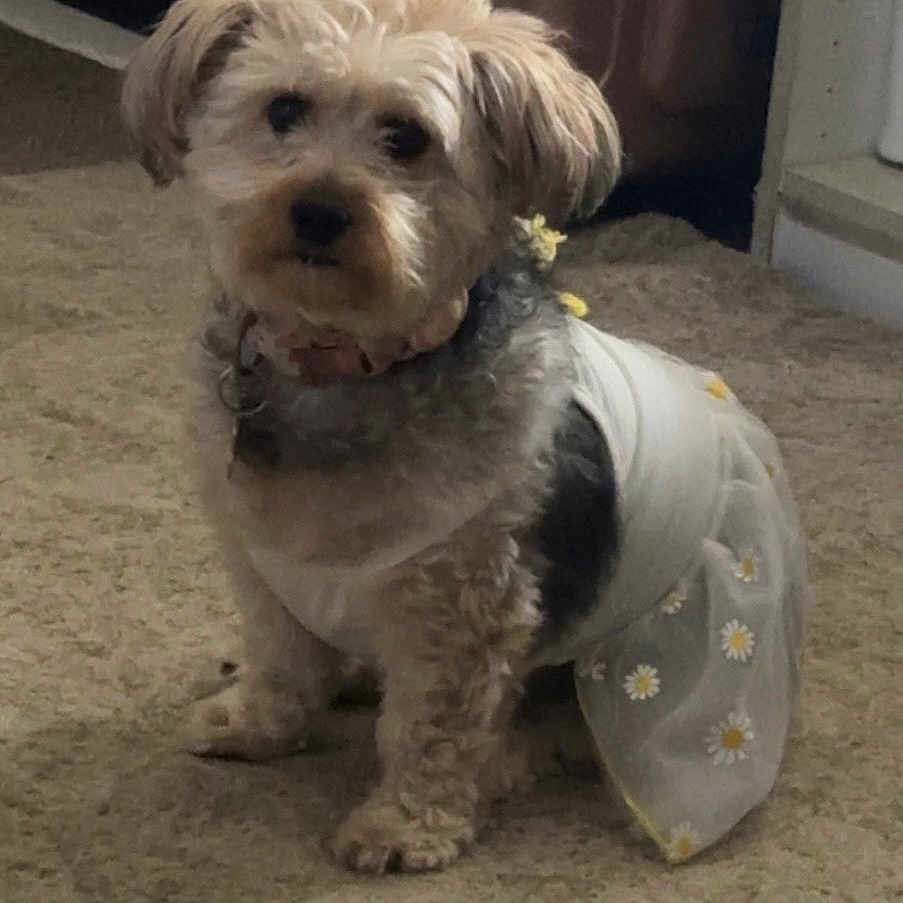 Madi