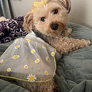 Madi joined the competition — help win amazing prizes! dog, pet, bed, blanket, quilt, dress, daisies, fur, cute, animal, indoor, cozy, portrait, looking_back, accessory, fabric, comfort, small_dog, fluffy, collar