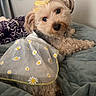 dog, pet, bed, blanket, quilt, dress, daisies, fur, cute, animal, indoor, cozy, portrait, looking_back, accessory, fabric, comfort, small_dog, fluffy, collar