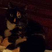 Misty is registered to the contest to win money with this photo: animal, calico, cat, closeup, cozy, dark, eyes, feline, fur, home, indoor, pet, quiet, resting, shadow, sitting, texture, whiskers, wood_furniture