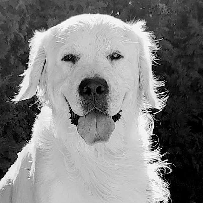 Rio participe au concours pour gagner de l'argent avec cette photo : animal, black_and_white, canine, close_up, companion, cute, dog, domestic_animal, face, fluffy, friendly, fur, happy, looking_at_camera, mammal, nature, outdoor, pet, portrait, tongue_out