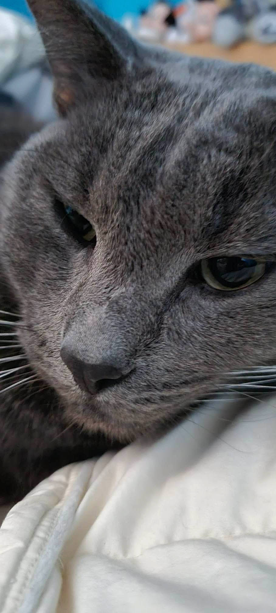 Buddy participe au concours pour gagner de l'argent avec cette photo : big_cats, carnivore, cat, chartreux, domestic_short_haired_cat, eye, felidae, fur, grey, russian_blue, small_to_medium_sized_cats, snout, terrestrial_animal, whiskers, wildlife