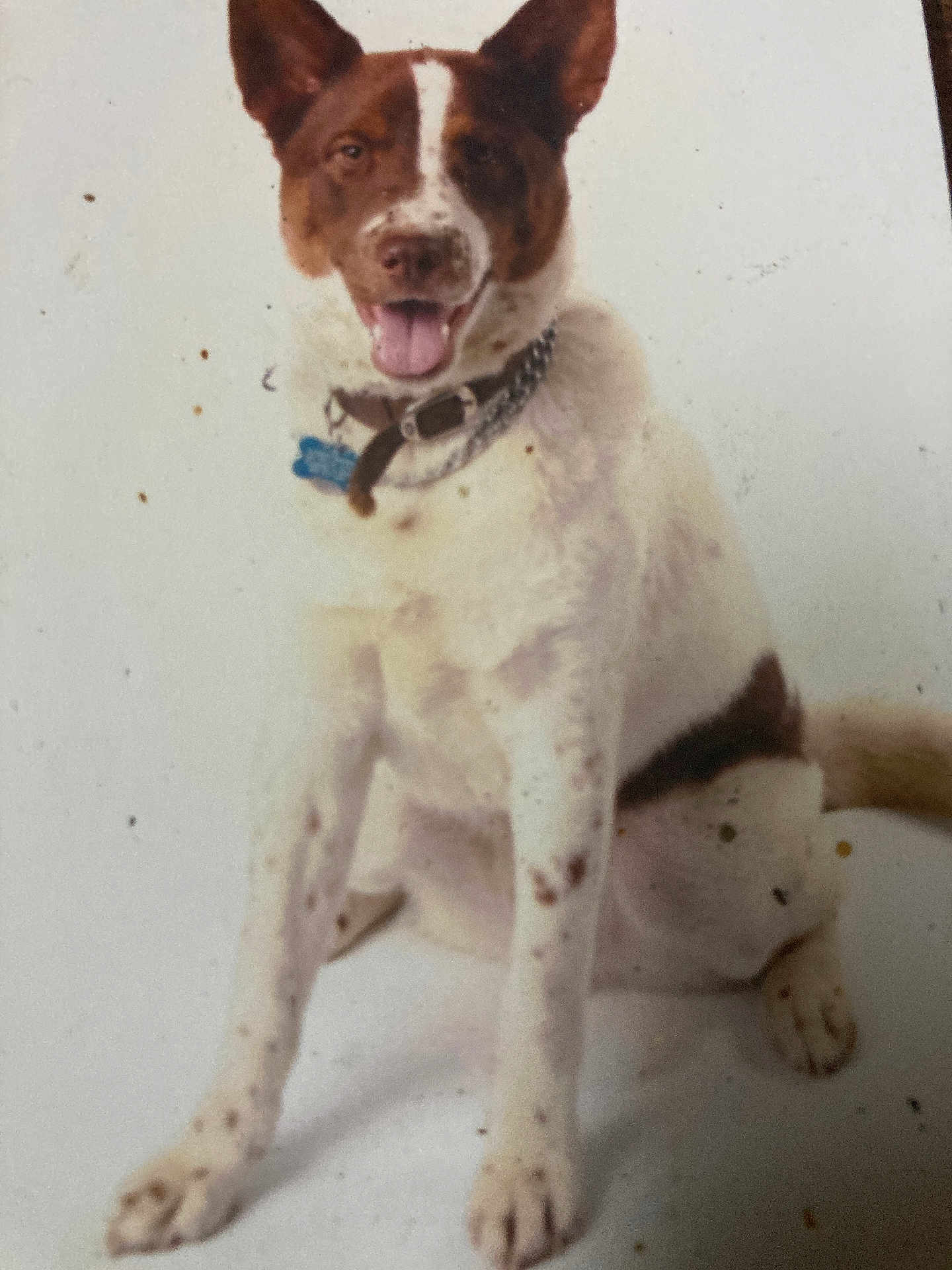 Mikey is registered to the contest to win money with this photo: dog, sitting, collar, tongue_out, white_background, brown_spots, pet, animal, happy, canine, fur, ears, face, front_legs, tail, studio_photo, domestic_animal, looking_at_camera, spotted_fur, friendly
