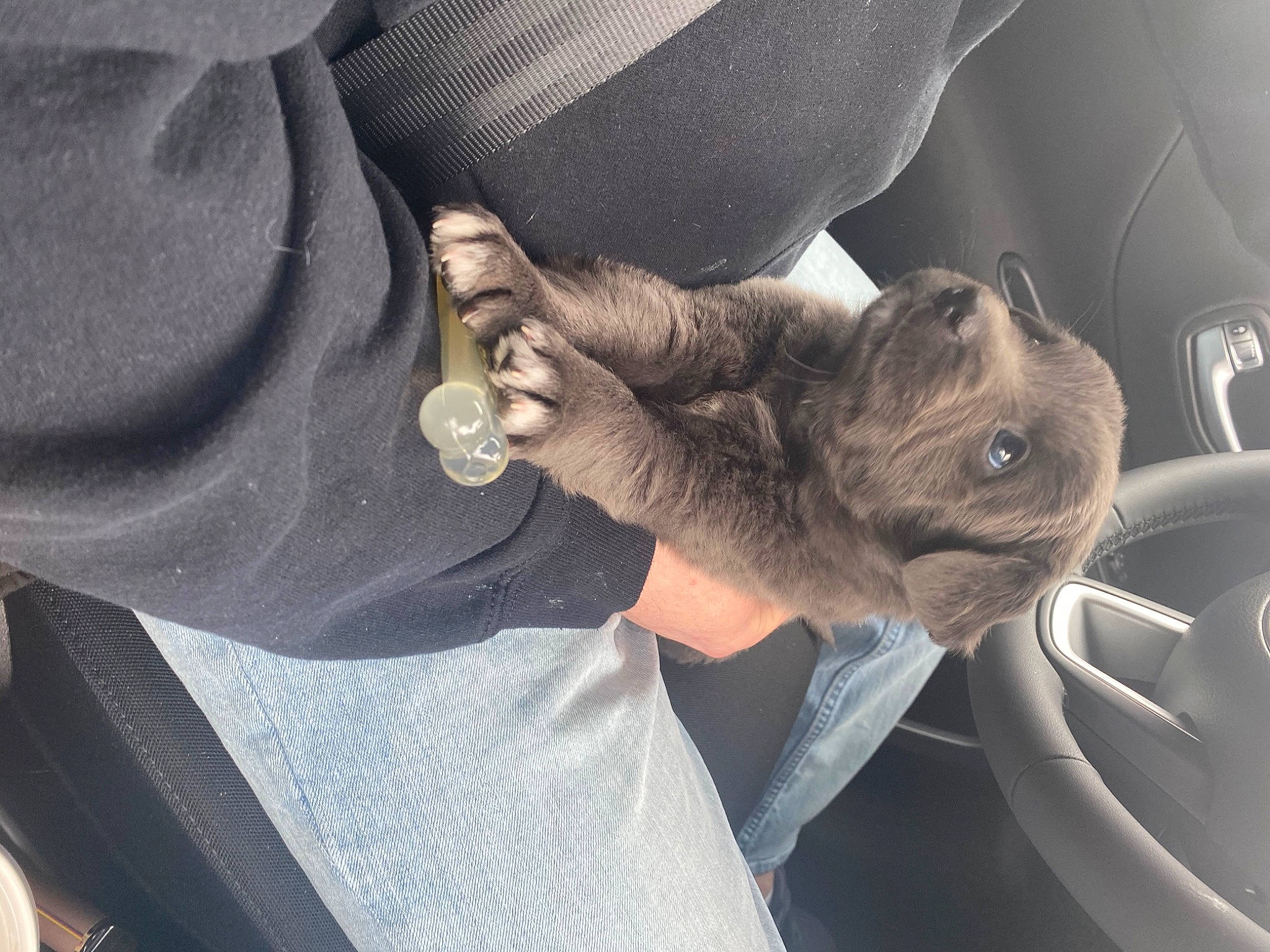 Dakota is registered to the contest to win money with this photo: auto_part, beard, car_seat, claw, comfort, companion_dog, dog_breed, driving, elbow, family_car, felidae, fur, gesture, nail, pocket, small_to_medium_sized_cats, suit, vehicle_door, whiskers, wrist