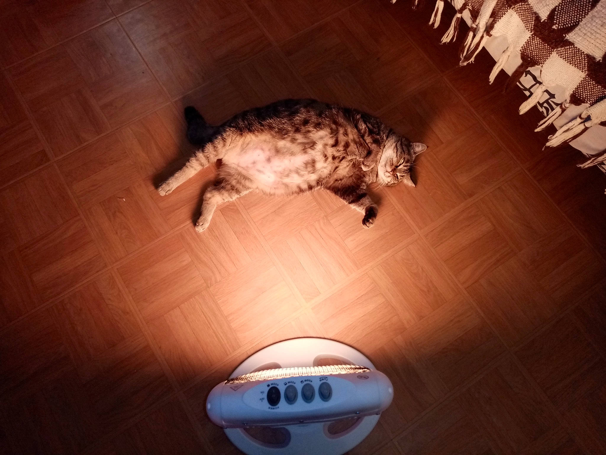 Caline participe au concours pour gagner de l'argent avec cette photo : ball, canidae, carnivore, cat, cloud, eye, felidae, floor, flooring, meteorological_phenomenon, sky, small_to_medium_sized_cats, snout, tail, whiskers, wood