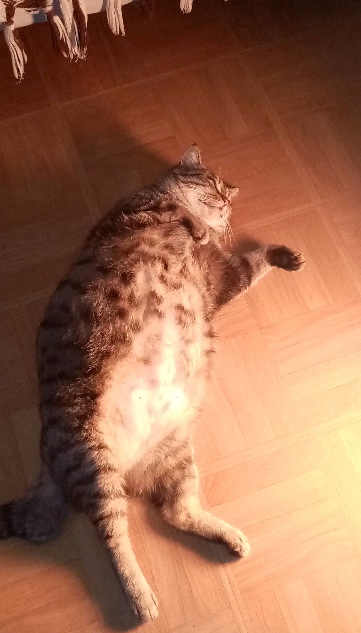 Caline a rejoint le concours — aidez-le/la à gagner de superbes lots ! american_bobtail, asian, california_spangled, carnivore, cat, domestic_short_haired_cat, dragon_li, egyptian_mau, european_shorthair, felidae, kurilian_bobtail, mammal, ocicat, pixie_bob, small_to_medium_sized_cats, snout, tabby_cat, tail, whiskers, wild_cat