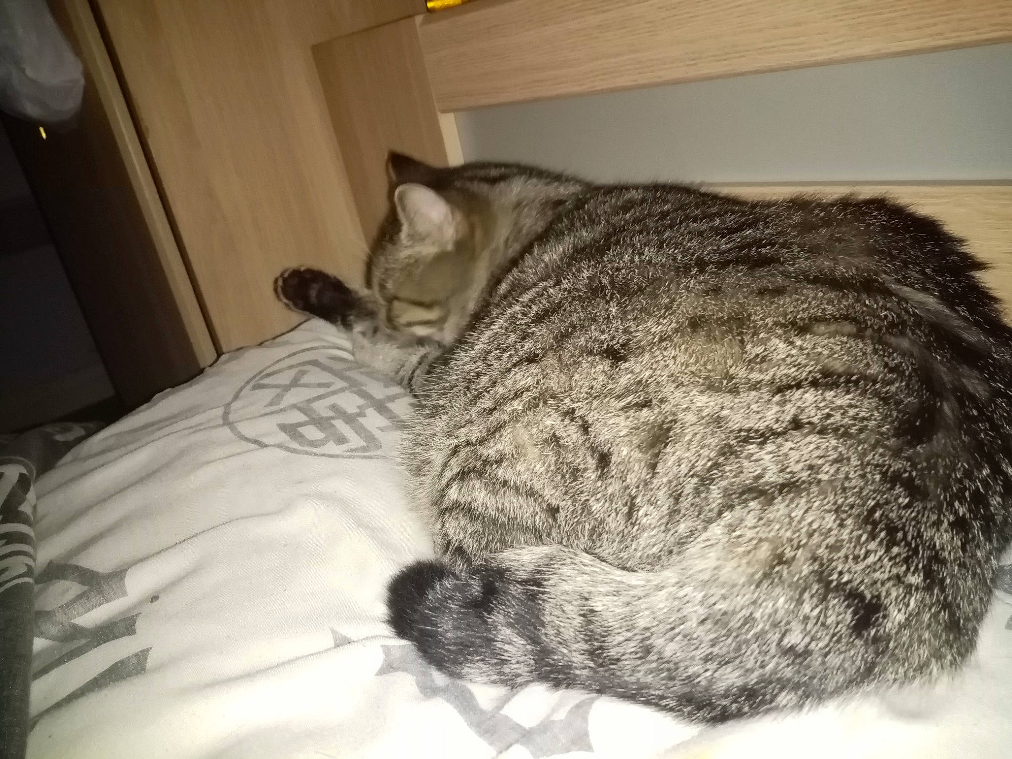 Caline a rejoint le concours — aidez-le/la à gagner de superbes lots ! american_shorthair, asian, carnivore, cat, domestic_short_haired_cat, dragon_li, ear, european_shorthair, felidae, fur, kitten, nap, sleep, small_to_medium_sized_cats, snout, tabby_cat, tail, whiskers