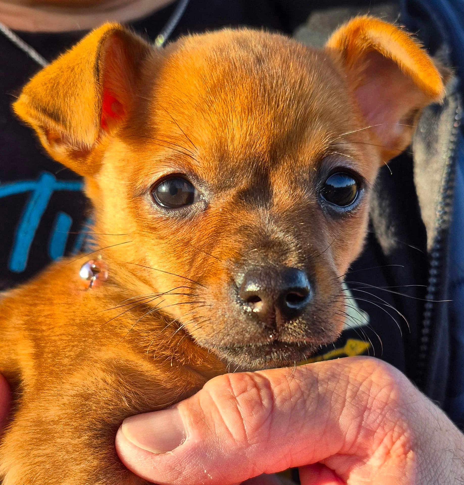 Biscotte participe au concours pour gagner de l'argent avec cette photo : puppy, dog, close_up, brown_fur, animal, pet, hand, human, outdoor, cute, young, portrait, eyes, snout, ears, whiskers, furry, friendly, holding, sunlight