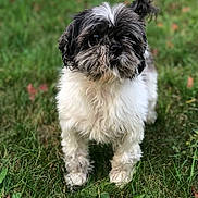 Bobbie is registered to the contest to win money with this photo: dog, puppy, small_dog, shih_tzu, fluffy, black_and_white, long_hair, portrait, standing, outdoor, grass, lawn, autumn, leaves, tail, face, eyes, fur, pet, animal