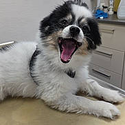 Miffy a rejoint le concours — aidez-le/la à gagner de superbes lots ! dog, black_and_white, fluffy, mouth_open, yawning, lying_down, indoor, metallic_table, cabinet, appliance, pet, fur, canine, happy, tongue, animal, cute, domestic, table_surface, room