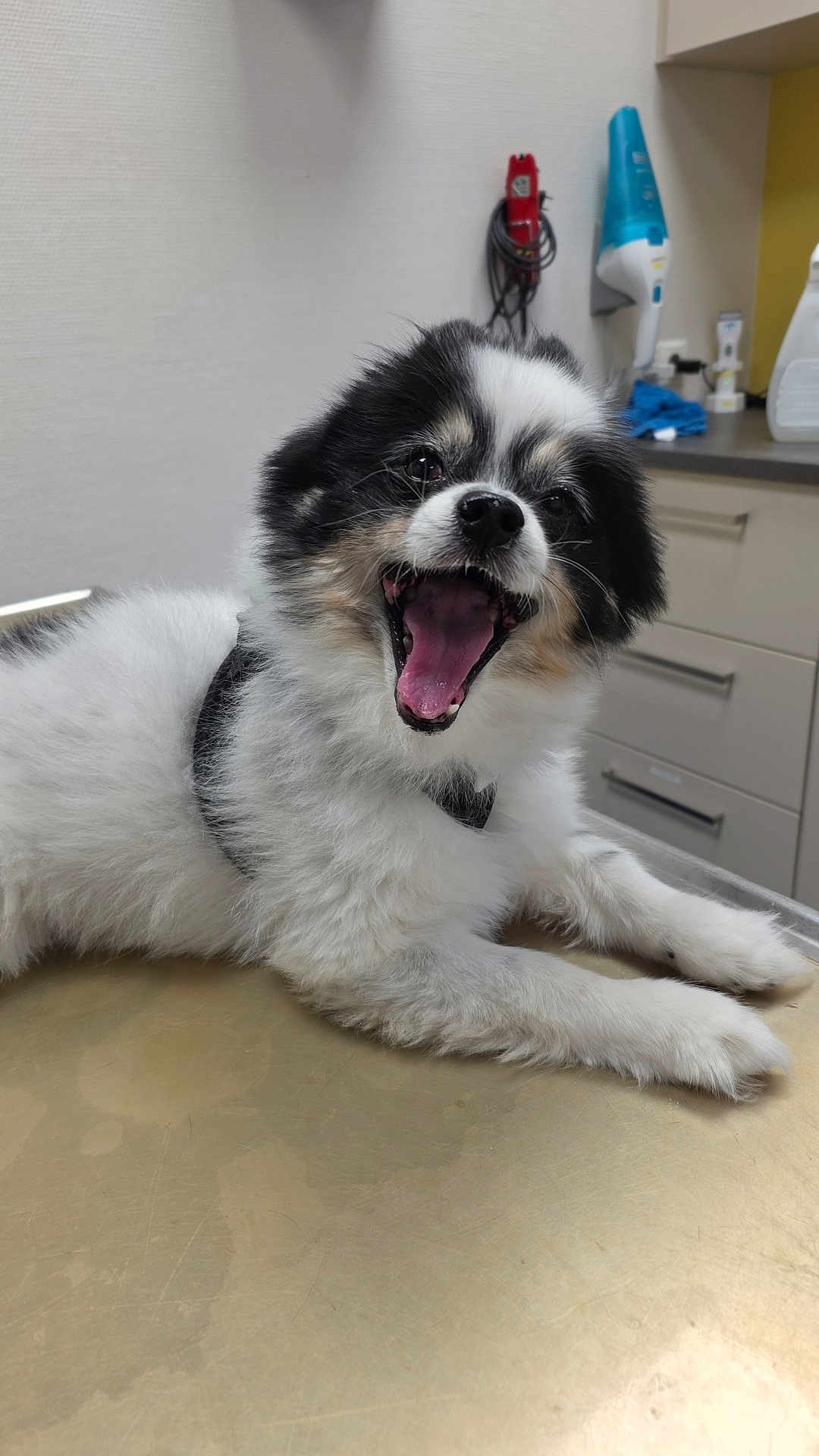 Miffy a rejoint le concours — aidez-le/la à gagner de superbes lots ! dog, black_and_white, fluffy, mouth_open, yawning, lying_down, indoor, metallic_table, cabinet, appliance, pet, fur, canine, happy, tongue, animal, cute, domestic, table_surface, room