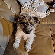 Baby is registered to the contest to win money with this photo: puppy, dog, pet, couch, leather, fur, animal, indoor, cute, young, brown, white, curious, fluffy, looking_up, home, relaxed, domestic, companion, furniture