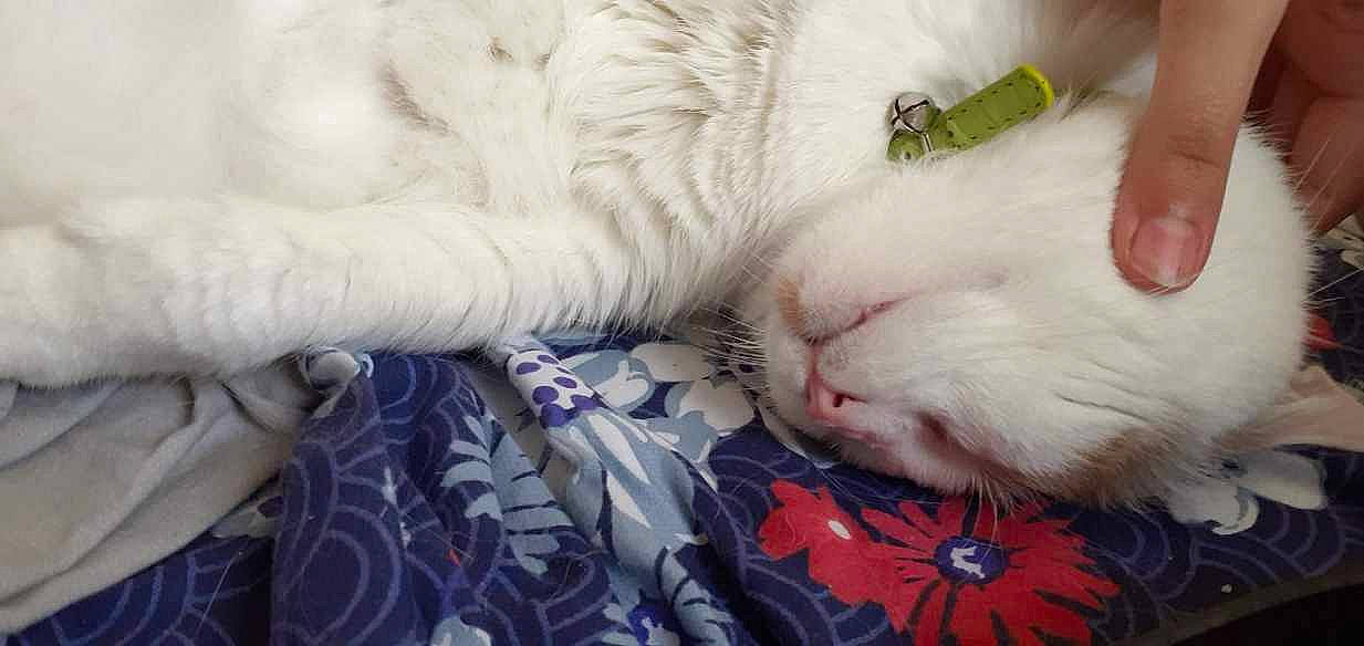 Hermione participe au concours pour gagner de l'argent avec cette photo : carnivore, cat, comfort, felidae, fur, nap, sleep, small_to_medium_sized_cats, vertebrate, whiskers