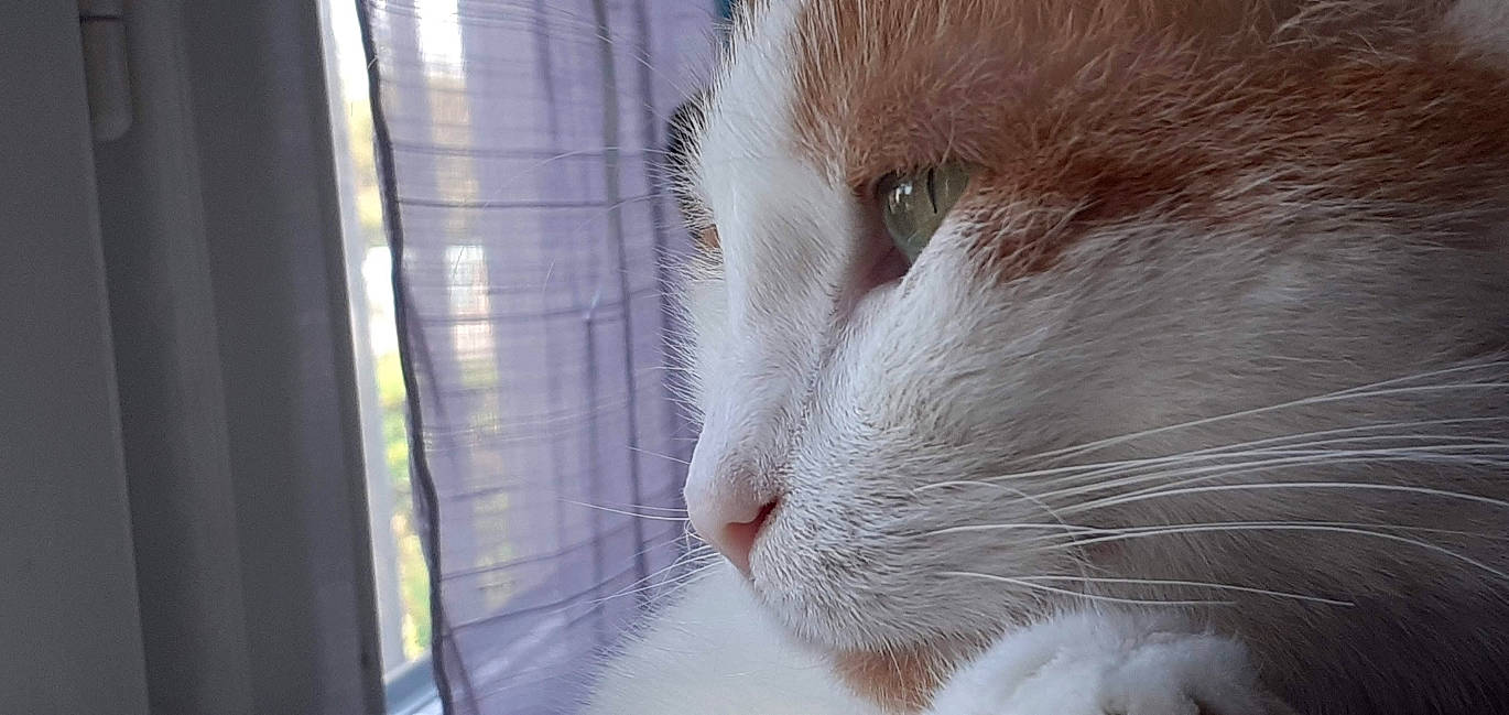 Hermione participe au concours pour gagner de l'argent avec cette photo : carnivore, cat, close_up, domestic_short_haired_cat, felidae, fur, pet_supply, photography, small_to_medium_sized_cats, snout, transparent_material, vertebrate, whiskers, window_covering, window_treatment
