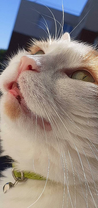 Hermione a rejoint le concours — aidez-le/la à gagner de superbes lots ! carnivore, cat, close_up, curious, facial_expression, felidae, fur, iris, organ, photography, small_to_medium_sized_cats, snout, vertebrate, whiskers