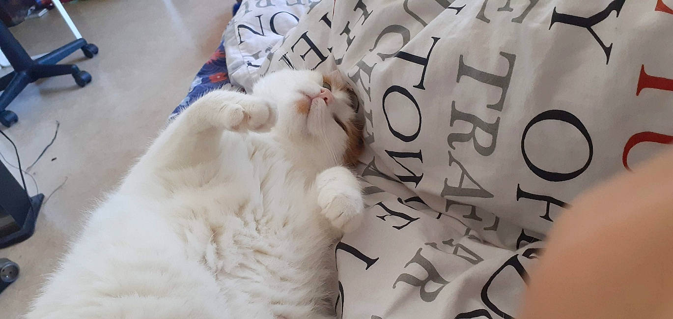 Hermione a rejoint le concours — aidez-le/la à gagner de superbes lots ! cable, carnivore, cat, felidae, fur, small_to_medium_sized_cats, snout, terrestrial_animal, whiskers, wire