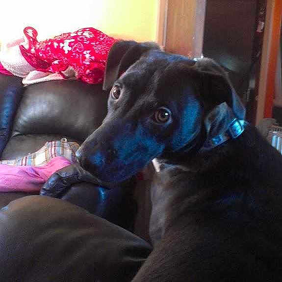 Louie is registered to the contest to win money with this photo: