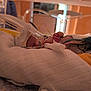 baby, newborn, hospital, incubator, medical_equipment, breathing_tube, blanket, pacifier, infant, bed, healthcare, premature, sleeping, hand, monitoring, soft_lighting, care, fragile, tiny, patient