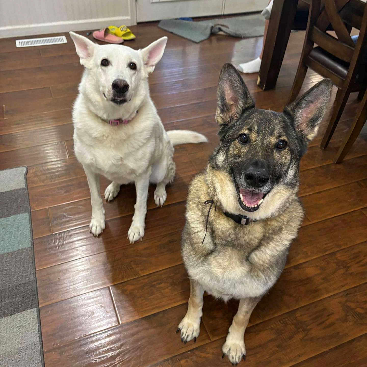 Shadow is registered to the contest to win money with this photo: adult, animal, canine, diningtable, dog, female, furniture, germanshepherd, hardwood, husky, indoors, interiordesign, person, pet, puppy, stainedwood, table, whitedog, woman, wood