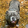 dog, bulldog, water, stream, rocks, outdoor, pet, animal, gray, standing, shallow_water, nature, mammal, canine, portrait, looking_up, expression, fur, paws, ears