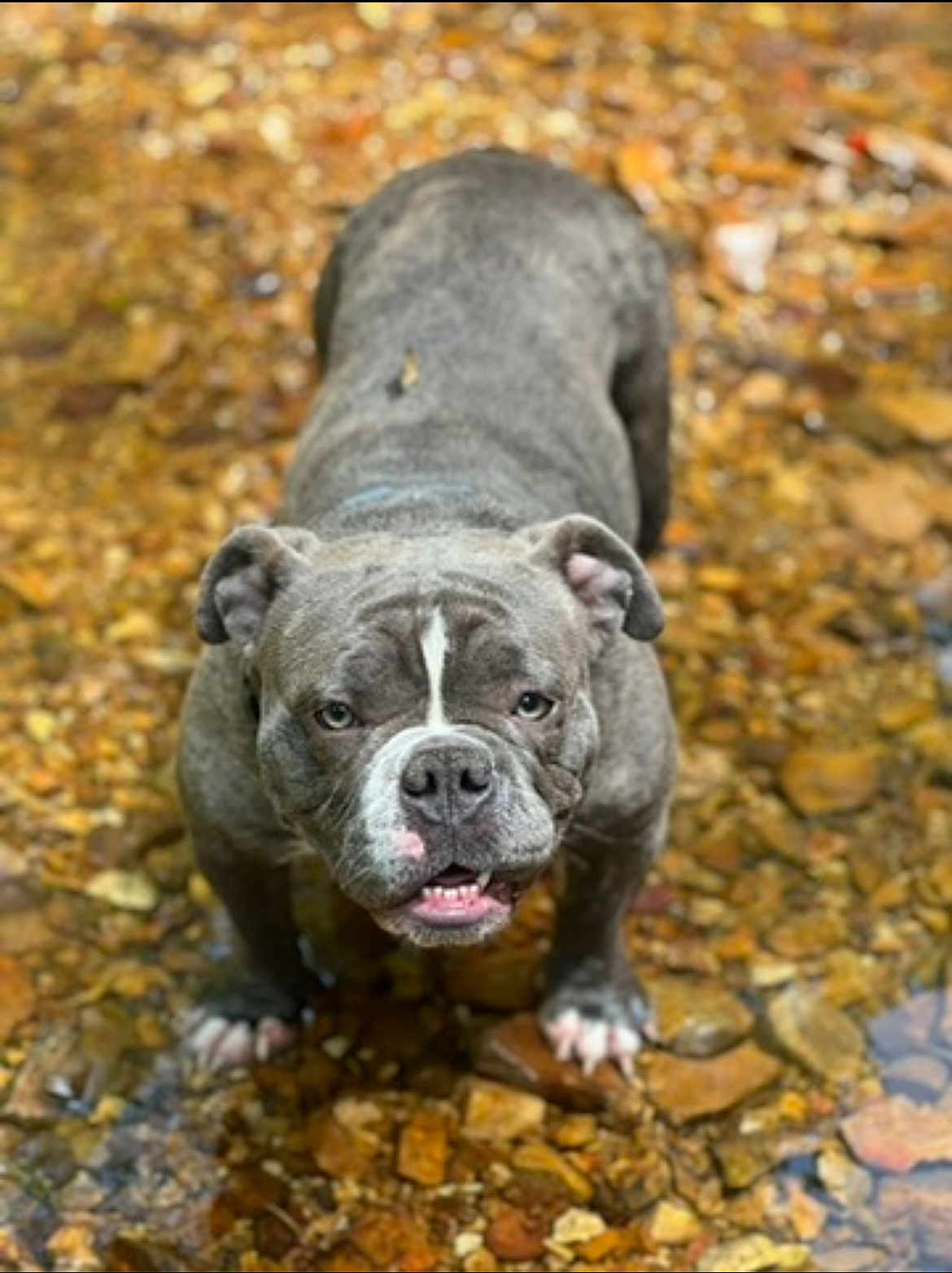 Pepper joined the competition — help win amazing prizes! dog, bulldog, water, stream, rocks, outdoor, pet, animal, gray, standing, shallow_water, nature, mammal, canine, portrait, looking_up, expression, fur, paws, ears
