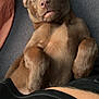 Miss Mabel is registered to the contest to win money with this photo: puppy, dog, brown_dog, lying_down, cute, pet, indoor, cozy, couch, fur, canine, young_dog, resting, close_up, adorable, animal, mammal, domestic_animal, relaxed, companion